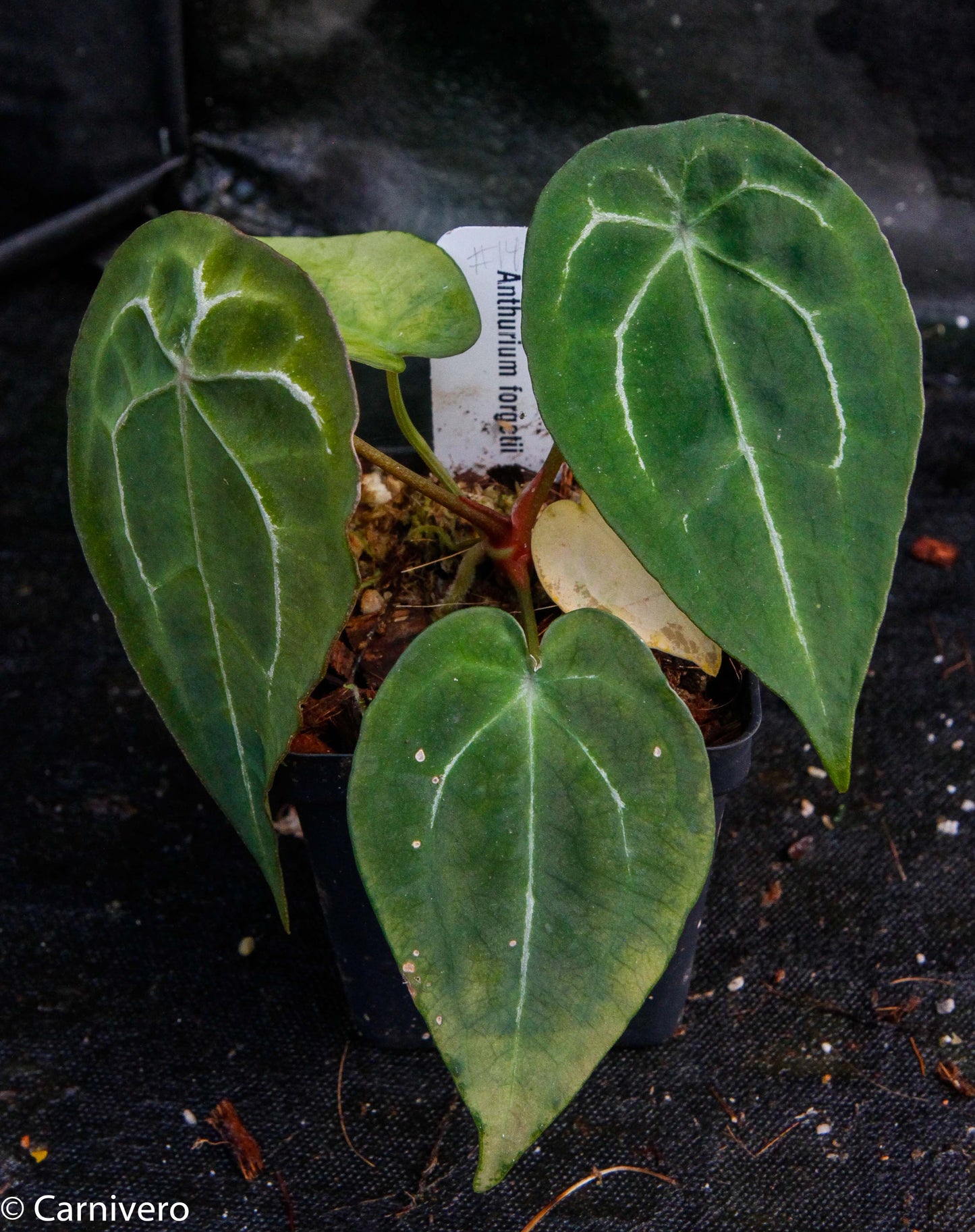 anthurium forgeti Anthurium forgetii