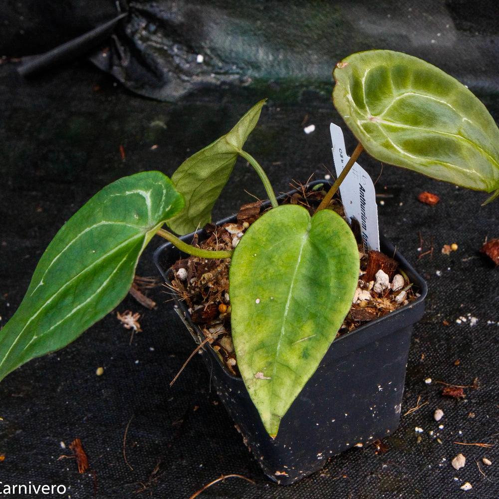 
                      
                        Anthurium forgetii
                      
                    
