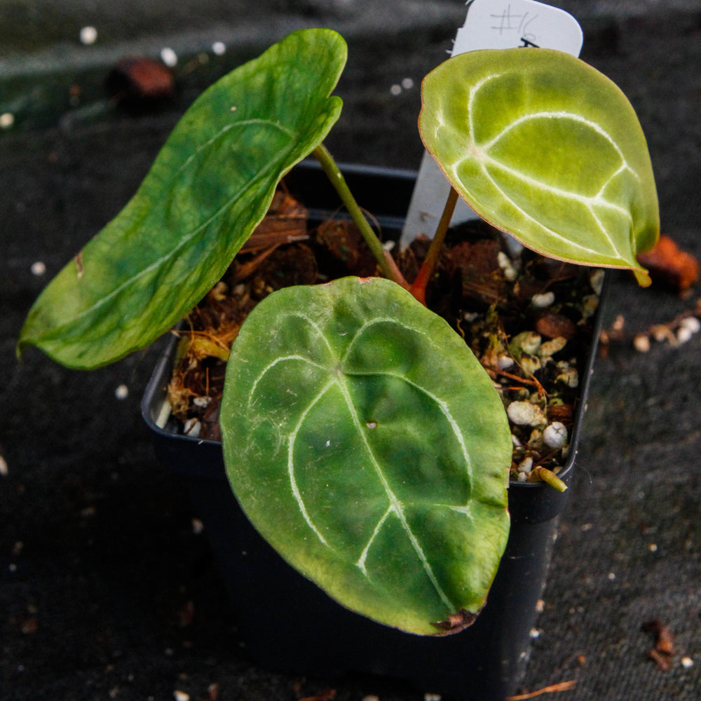 
                      
                        Anthurium forgetii
                      
                    