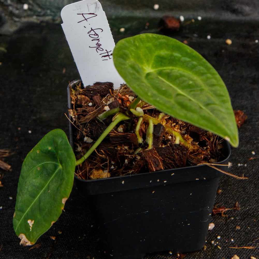 
                      
                        Anthurium forgetii
                      
                    