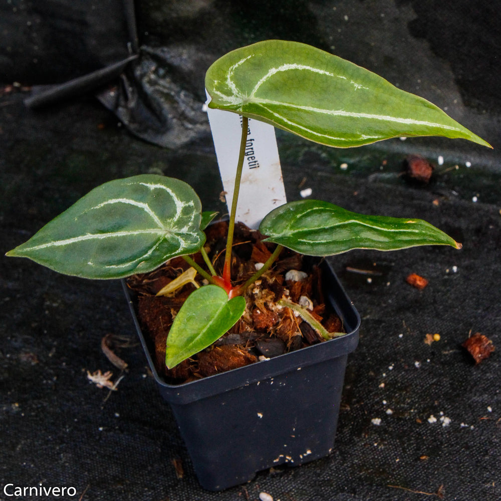 Anthurium forgetii