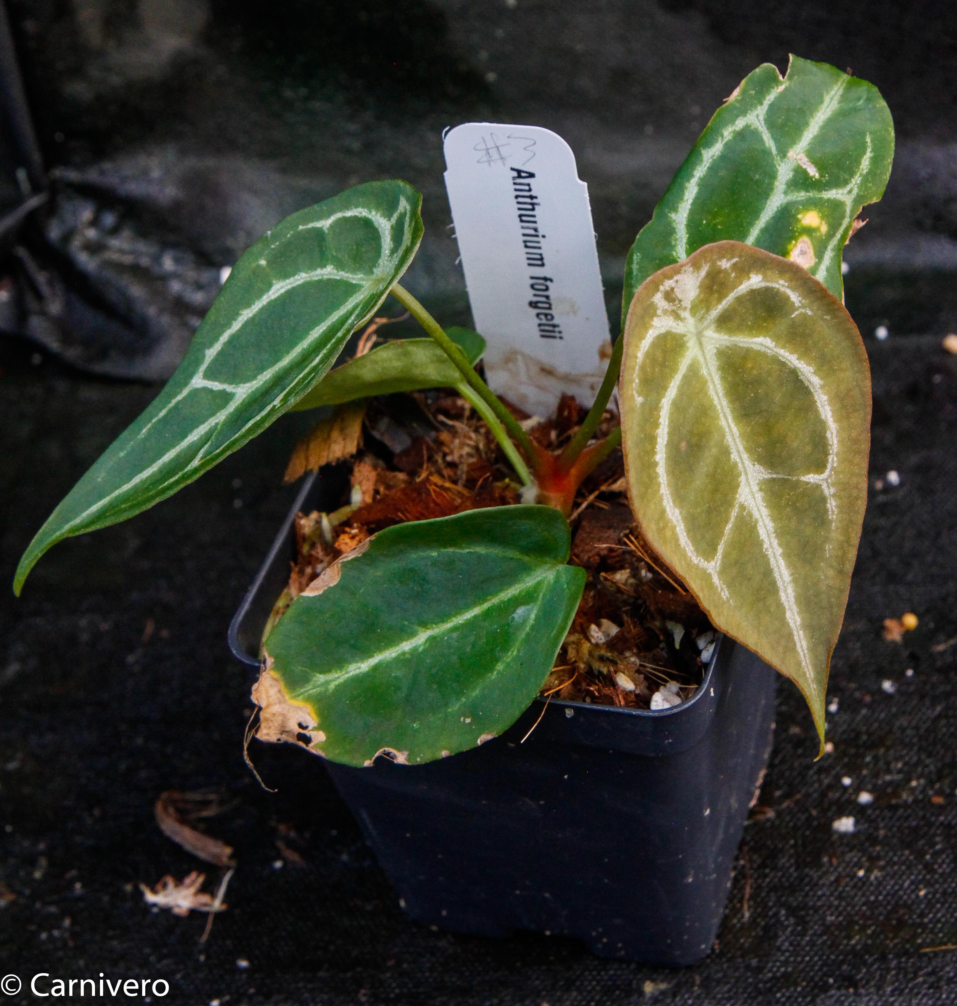 Anthurium forgetii – Carnivero
