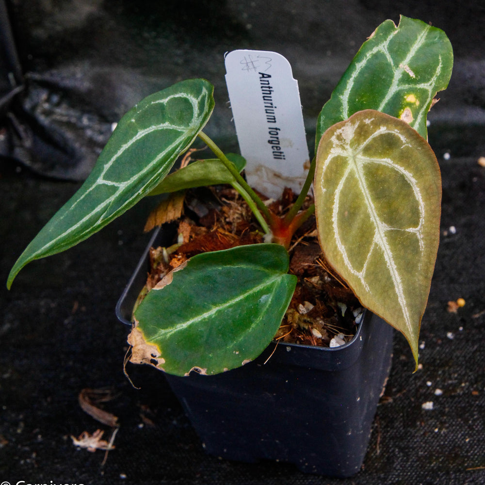 
                      
                        Anthurium forgetii
                      
                    
