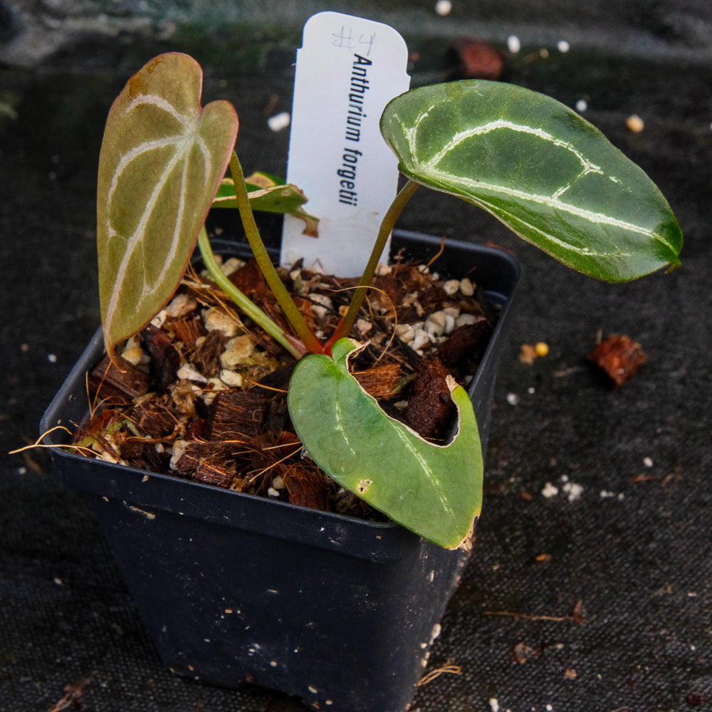 
                      
                        Anthurium forgetii
                      
                    