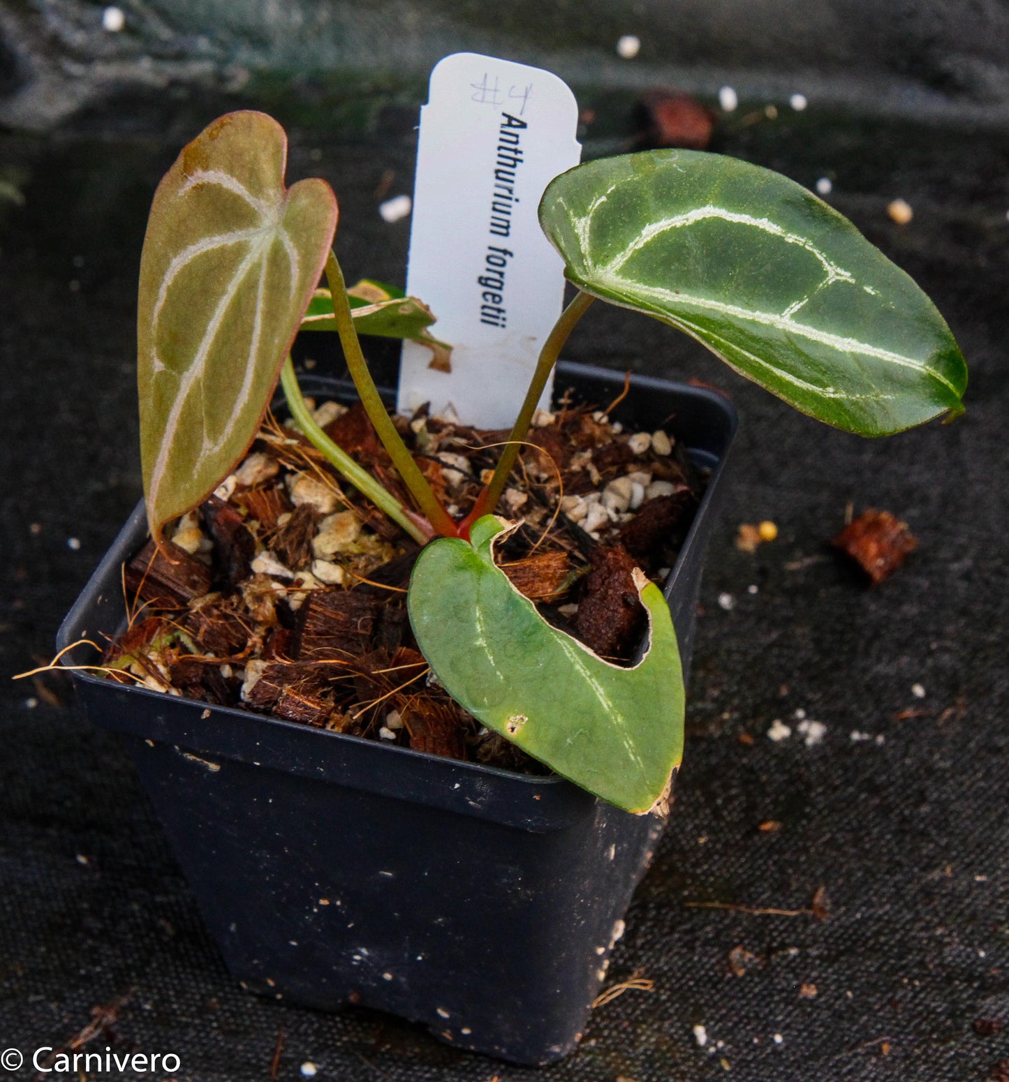 anthurium forgeti Anthurium forgetii