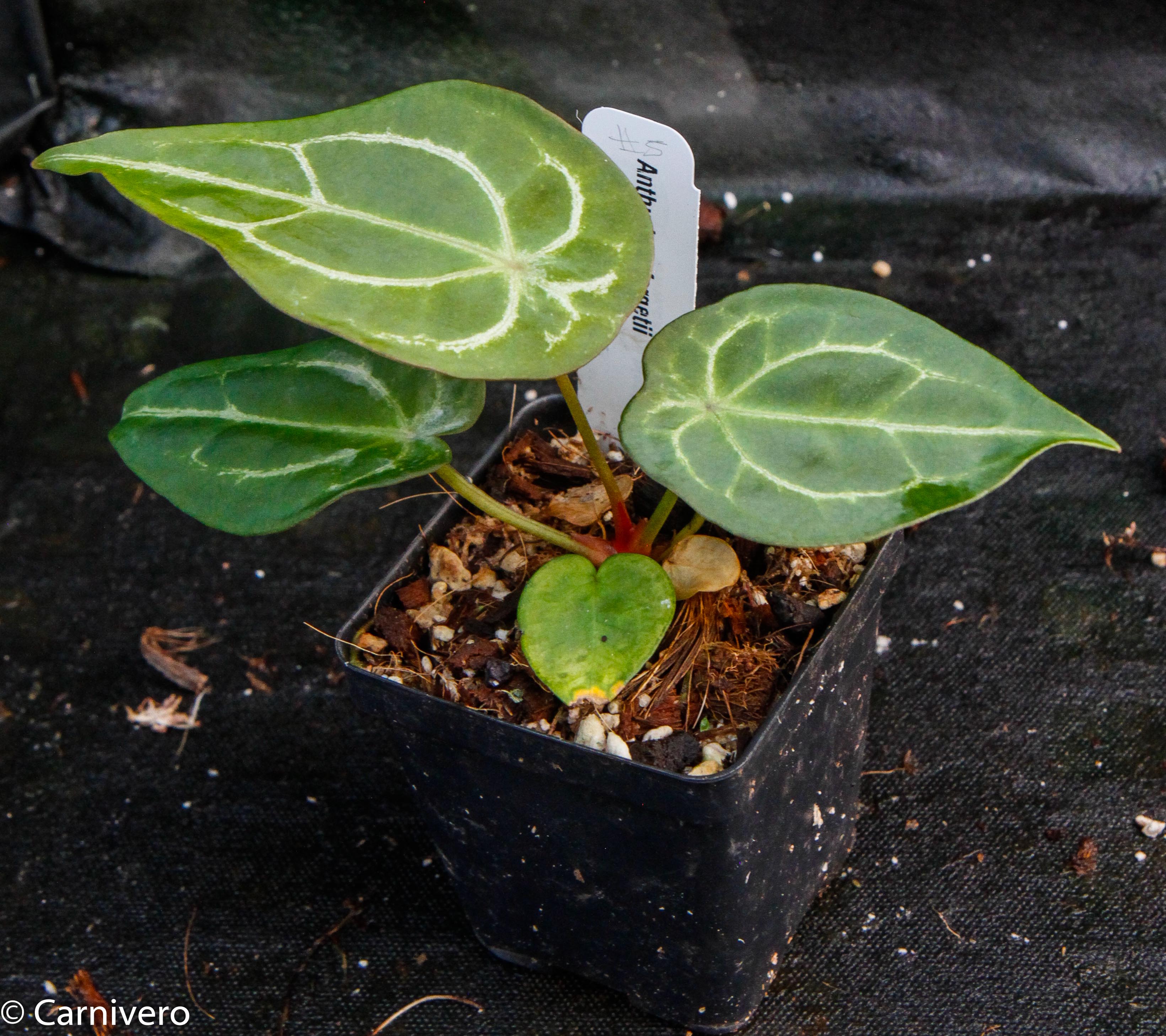 Anthurium forgetii – Carnivero