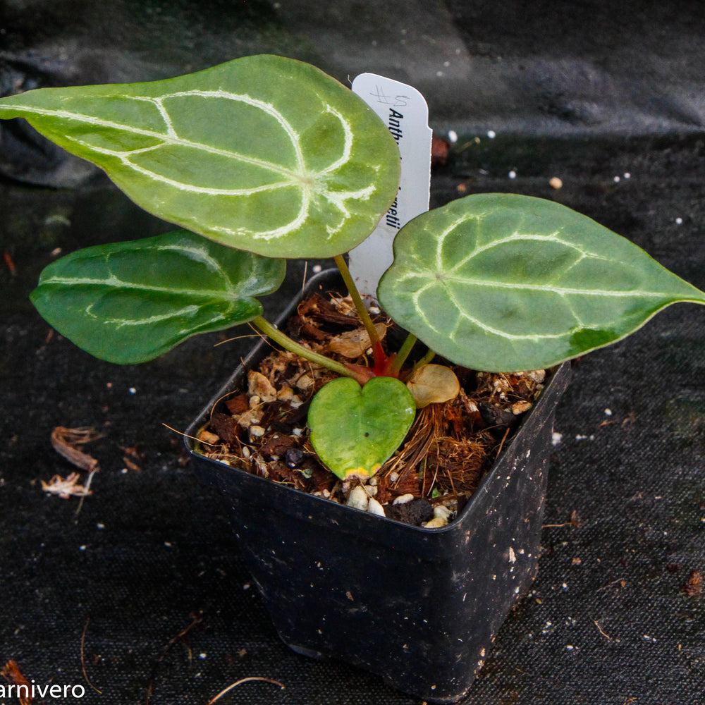 
                      
                        Anthurium forgetii
                      
                    