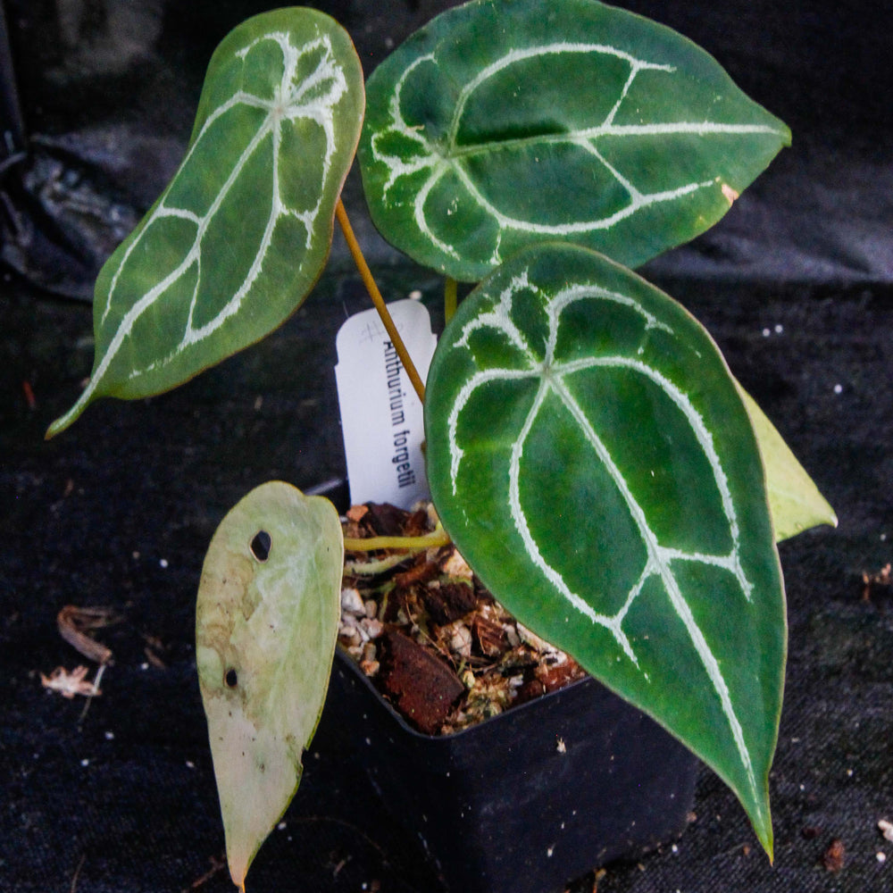 
                      
                        Anthurium forgetii
                      
                    