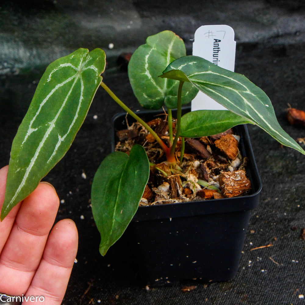 
                      
                        Anthurium forgetii
                      
                    