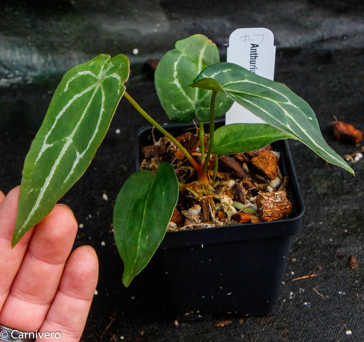anthurium forgeti Anthurium forgetii – Carnivero