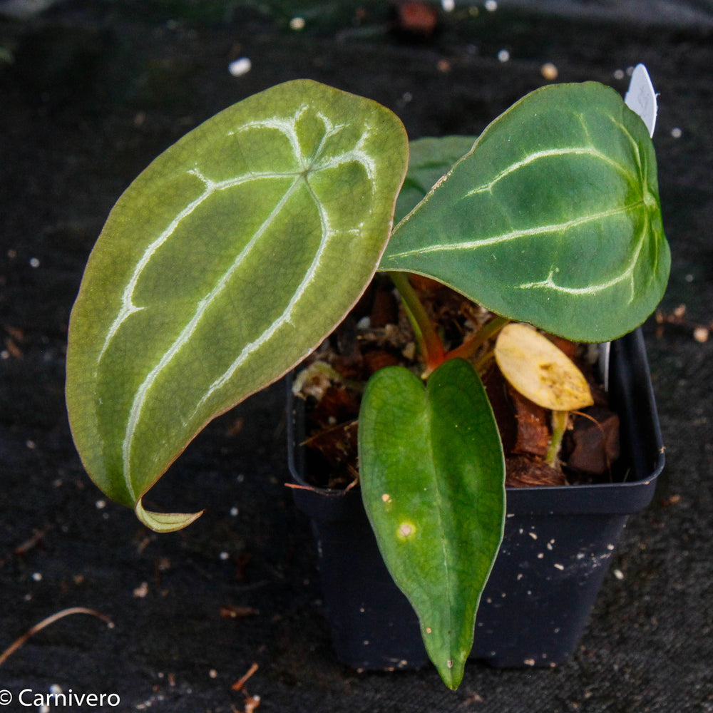 
                      
                        Anthurium forgetii
                      
                    