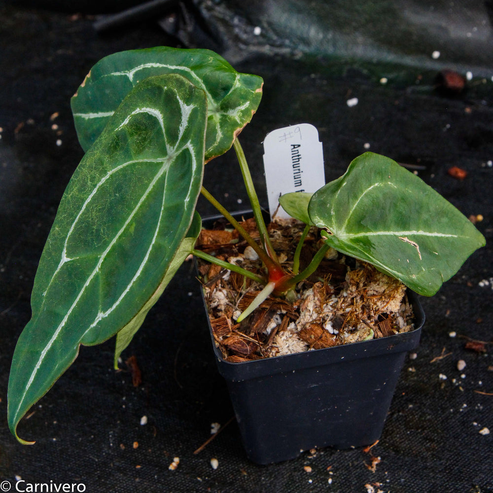 
                      
                        Anthurium forgetii
                      
                    