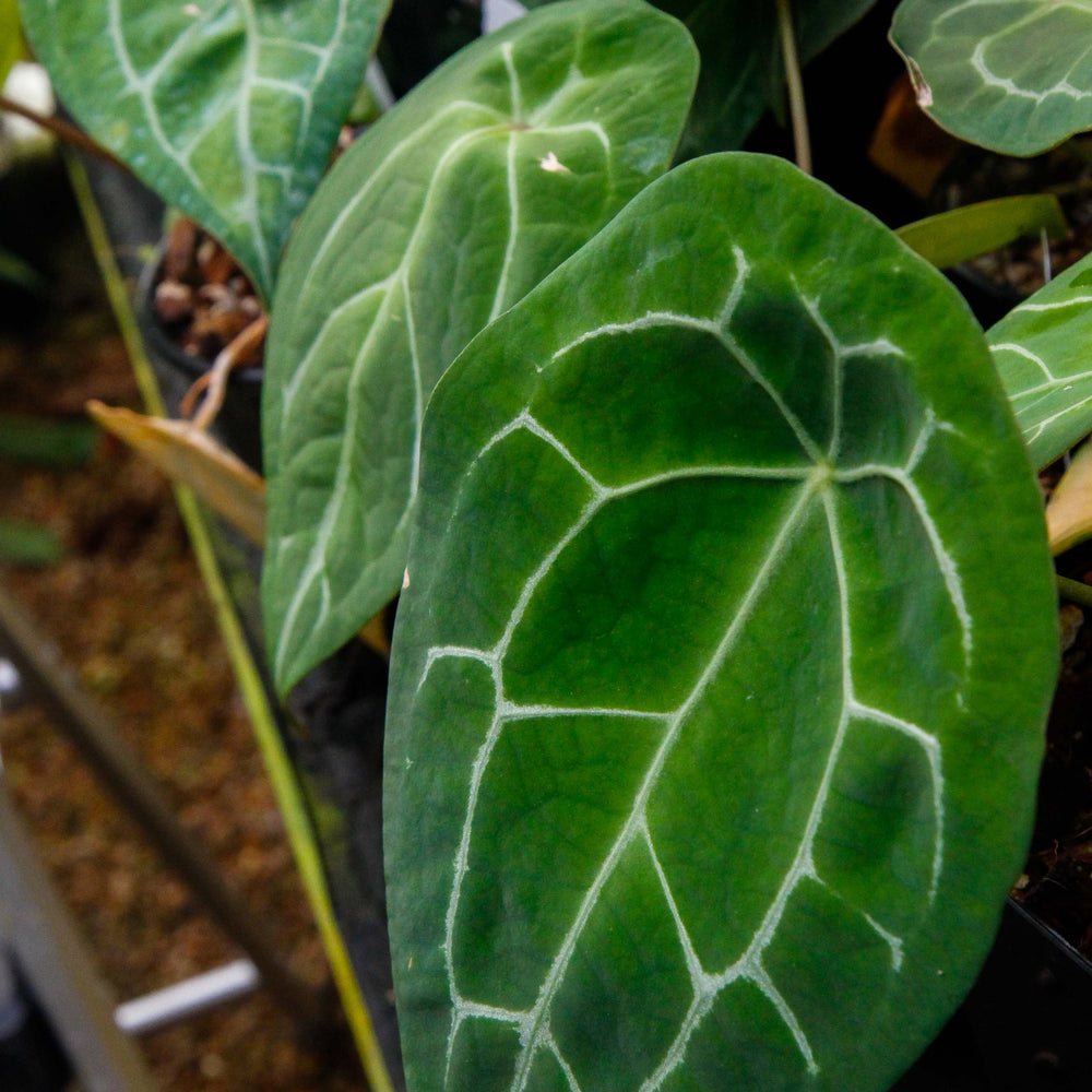 
                      
                        Anthurium forgetii (silver)
                      
                    
