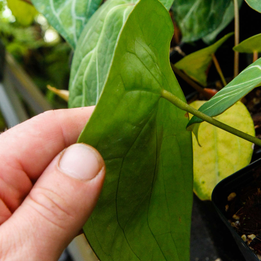 
                      
                        Anthurium forgetii (silver)
                      
                    