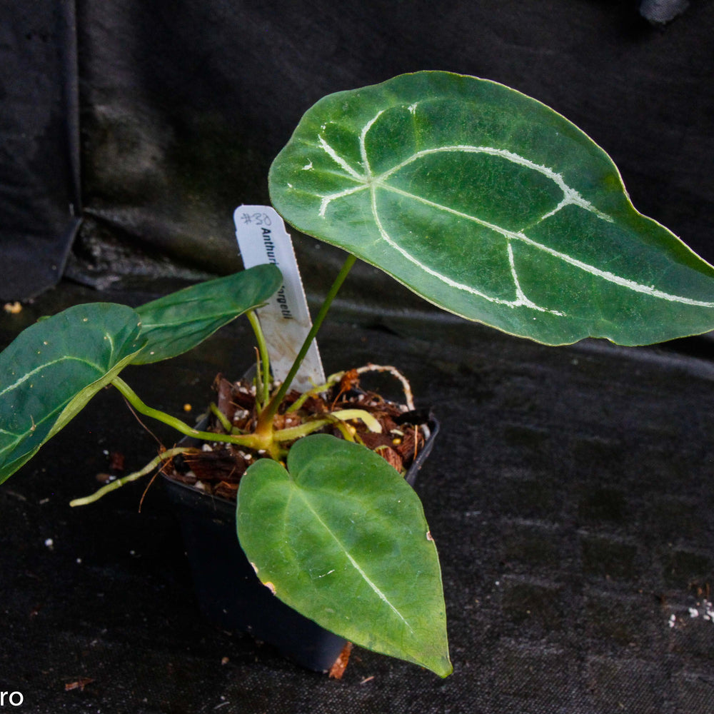 
                      
                        Anthurium forgetii
                      
                    