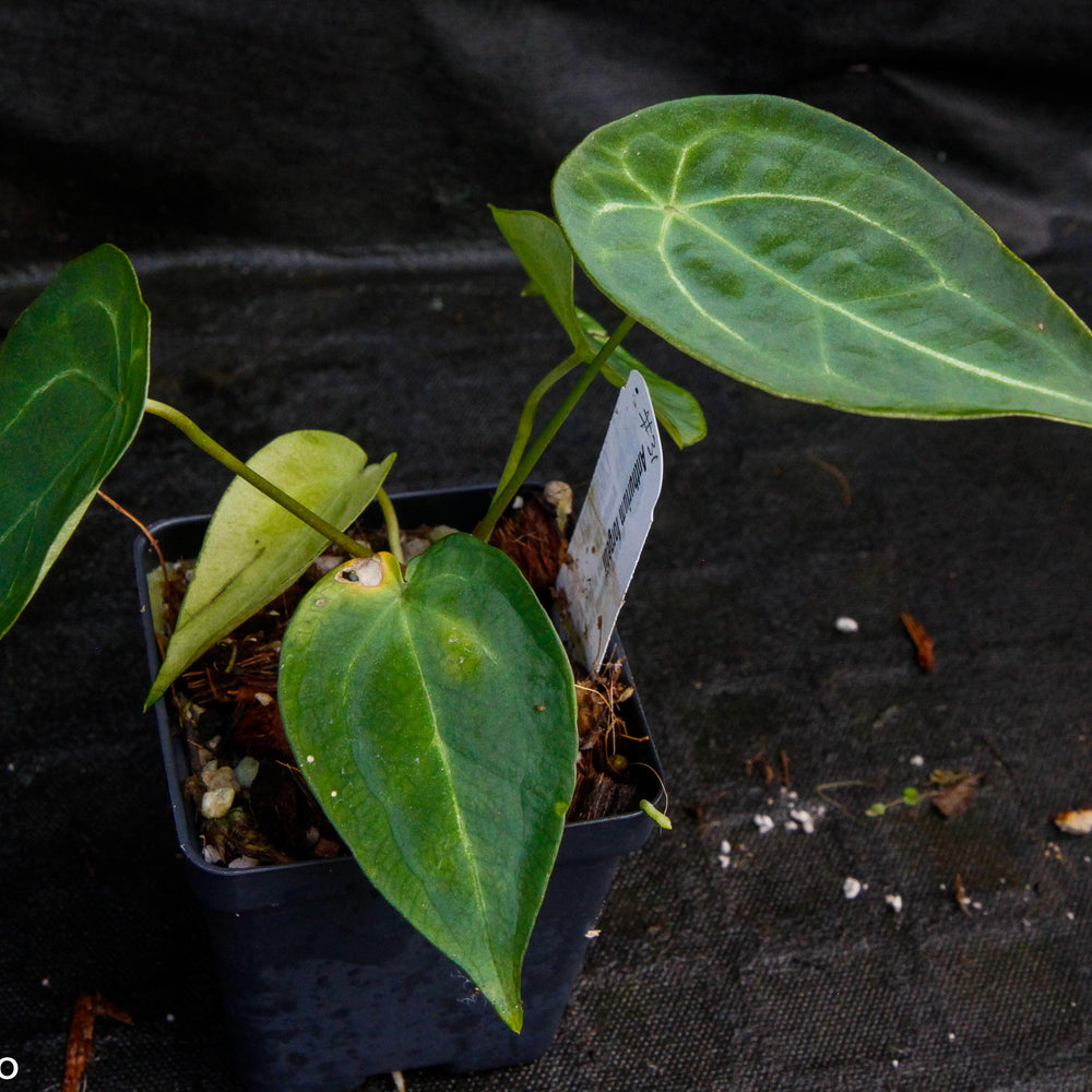 
                      
                        Anthurium forgetii
                      
                    