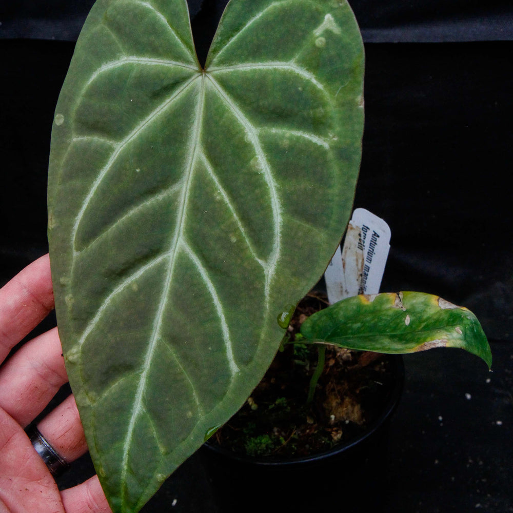 Anthurium magnificum x forgetii