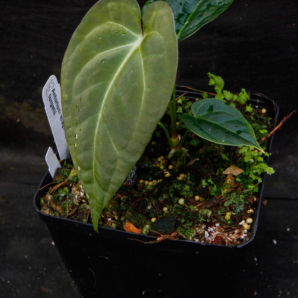 
                      
                        Anthurium magnificum x forgetii
                      
                    