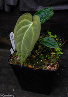 Anthurium magnificum x forgetii