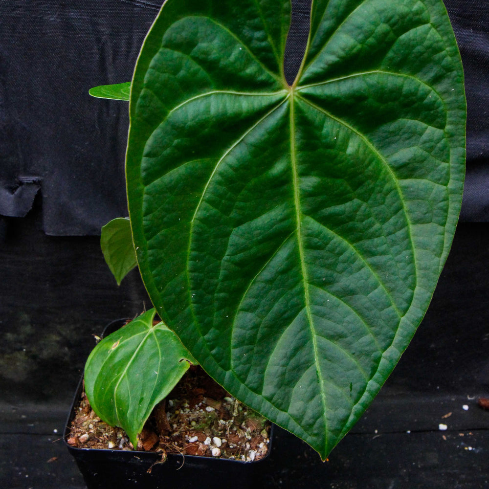 
                      
                        Anthurium magnificum x forgetii
                      
                    
