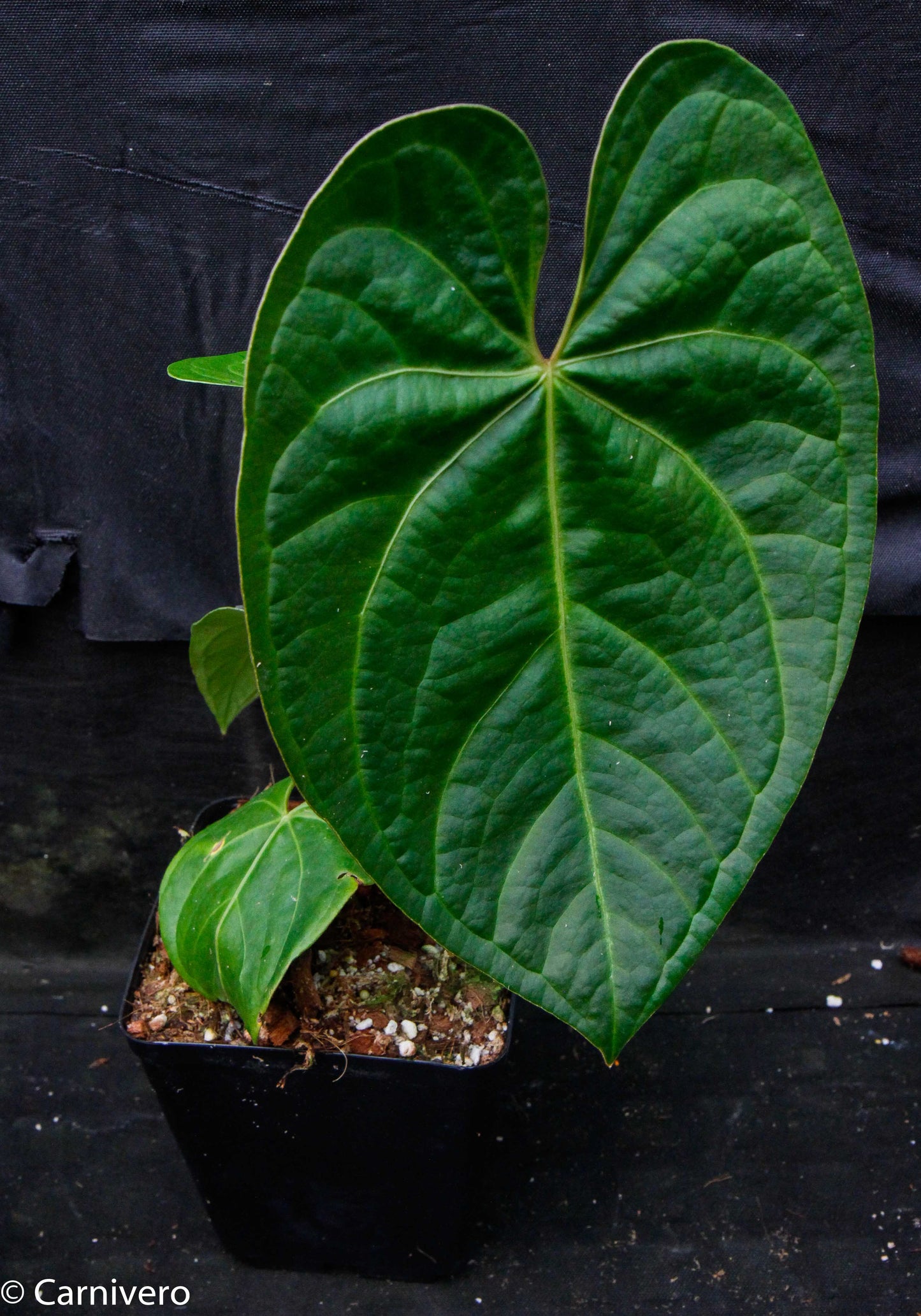 anthurium magnificum verde Anthurium magnificum x forgetii – Carnivero