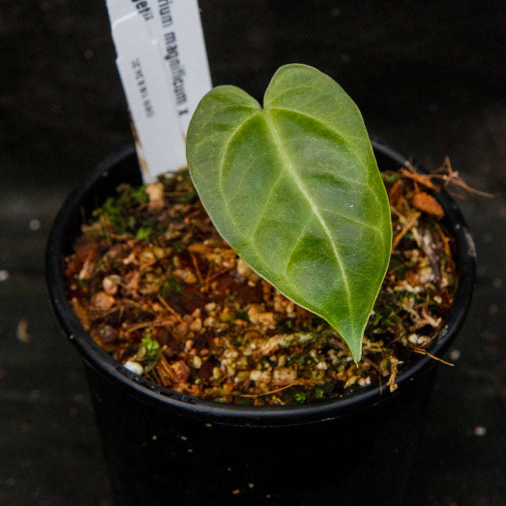 
                      
                        Anthurium magnificum x forgetii
                      
                    