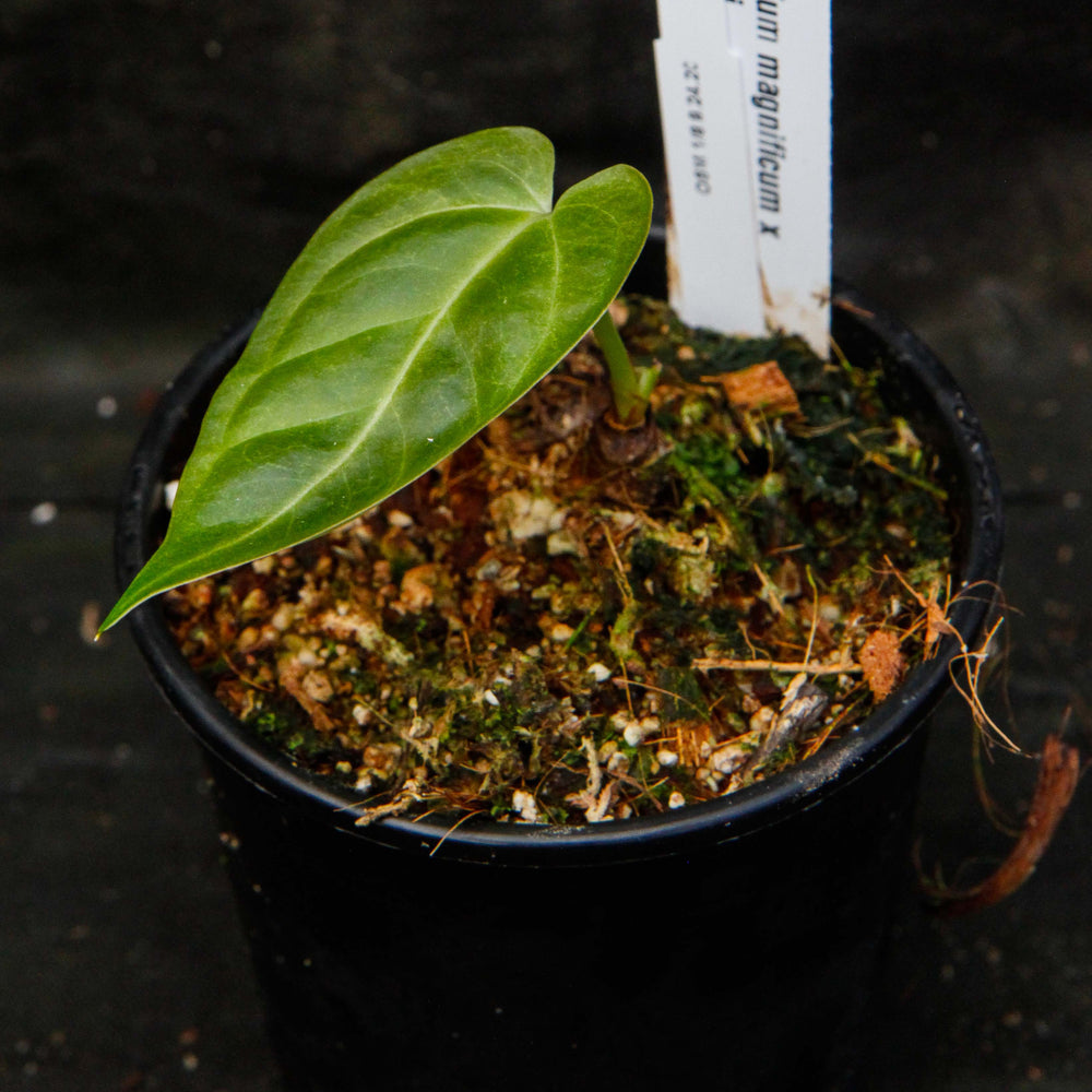 
                      
                        Anthurium magnificum x forgetii
                      
                    