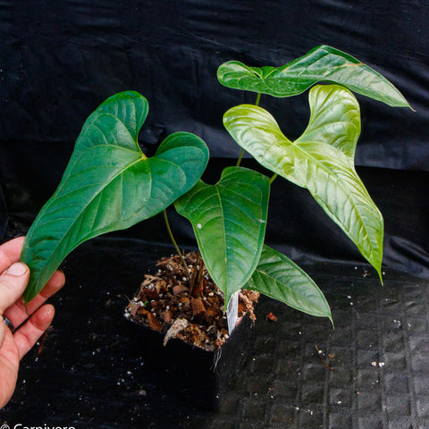 Anthurium ivanportillae with several large glossy heart shaped leaves in a small pot filled with bark mulch