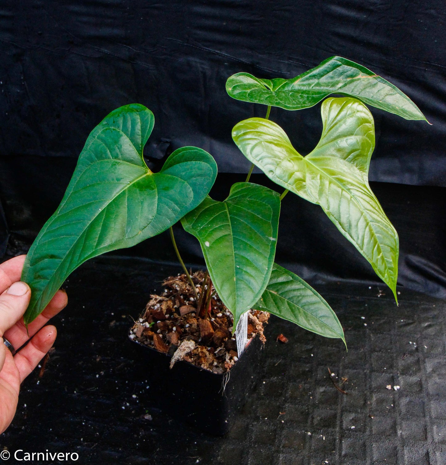 anthurium ivanportillae Anthurium ivanportillae – Carnivero