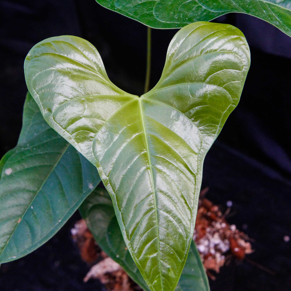 anthurium ivan portilla Anthurium ivanportillae – Carnivero