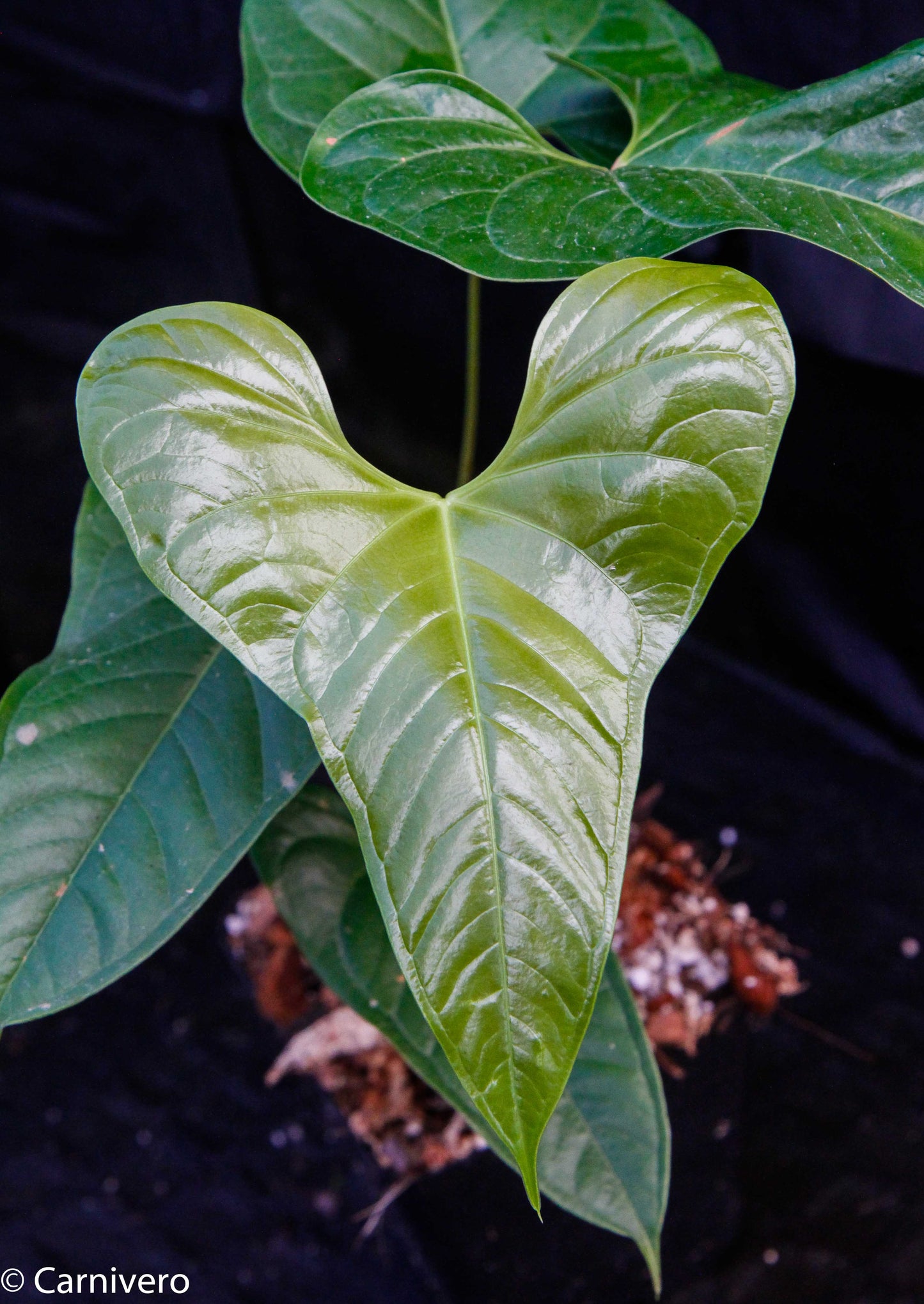 Anthurium ivanportillae
