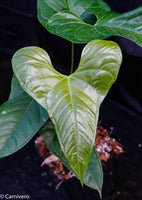 Anthurium ivanportillae