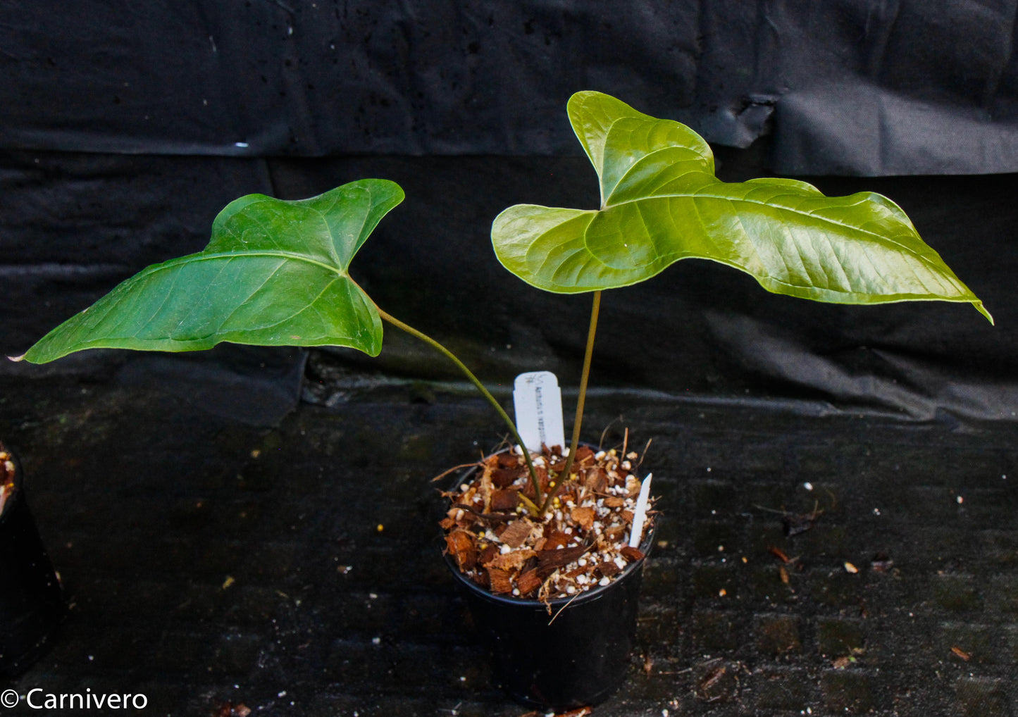 anthurium portilloi Anthurium ivanportillae – Carnivero