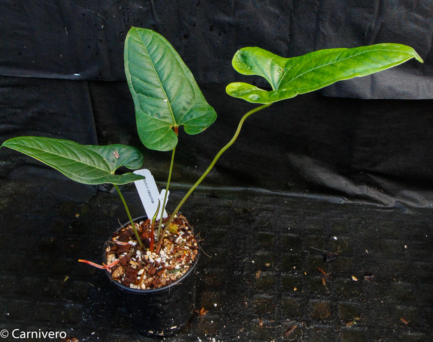 anthurium ivan portilla Anthurium ivanportillae – Carnivero