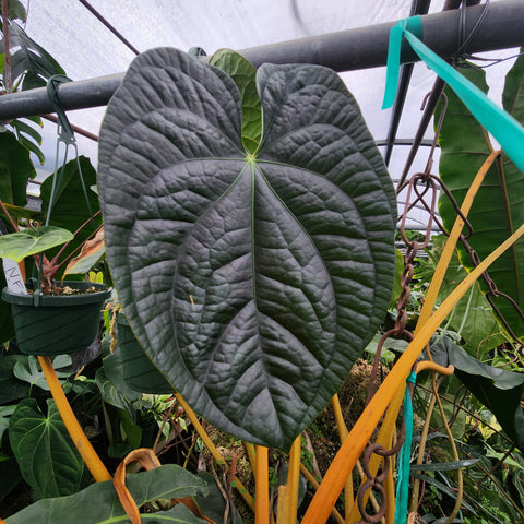 Dark green heart shaped Anthurium Jungle Giant x luxurians leaf with strong veining