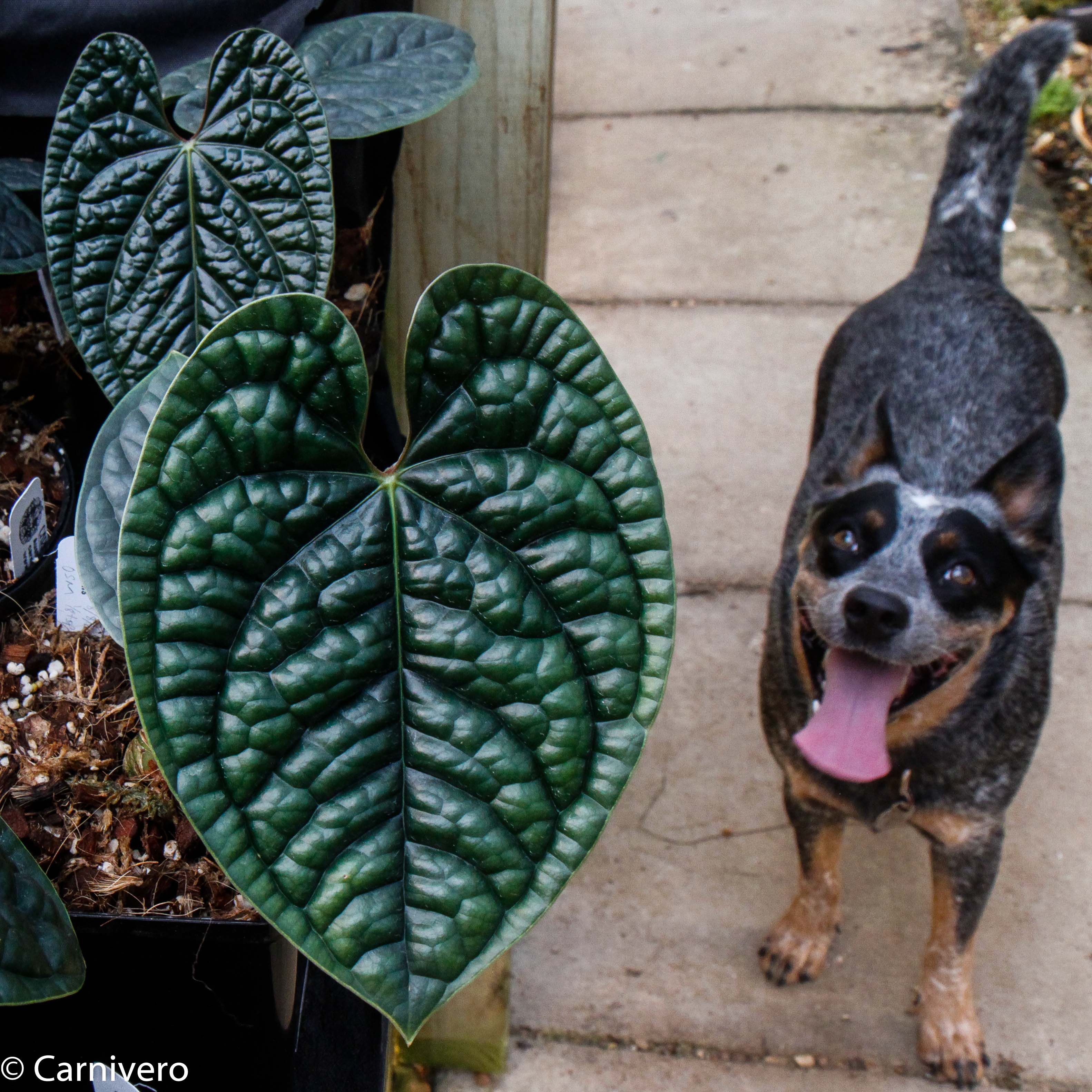 Anthurium luxurians – Carnivero