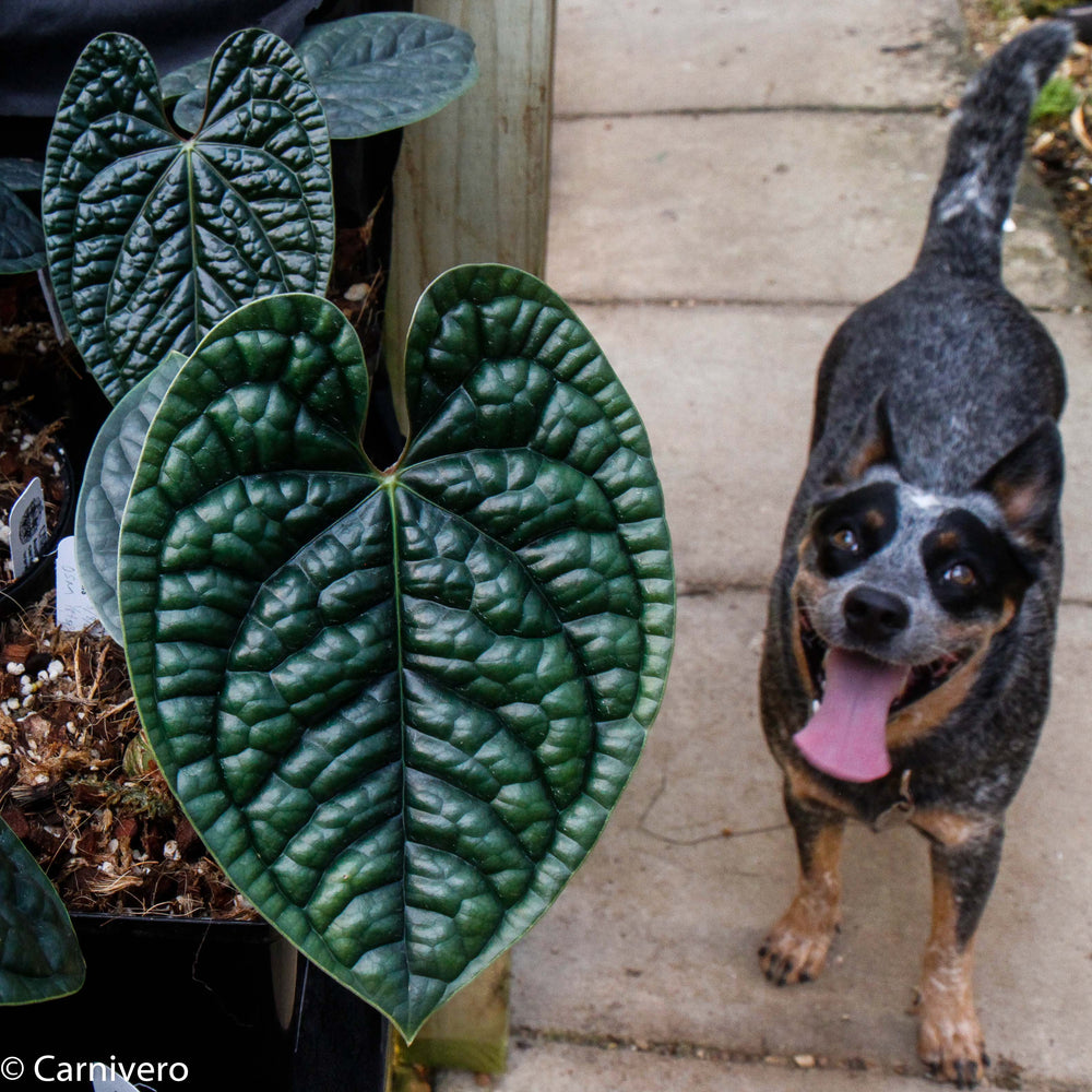 
                      
                        Anthurium luxurians
                      
                    