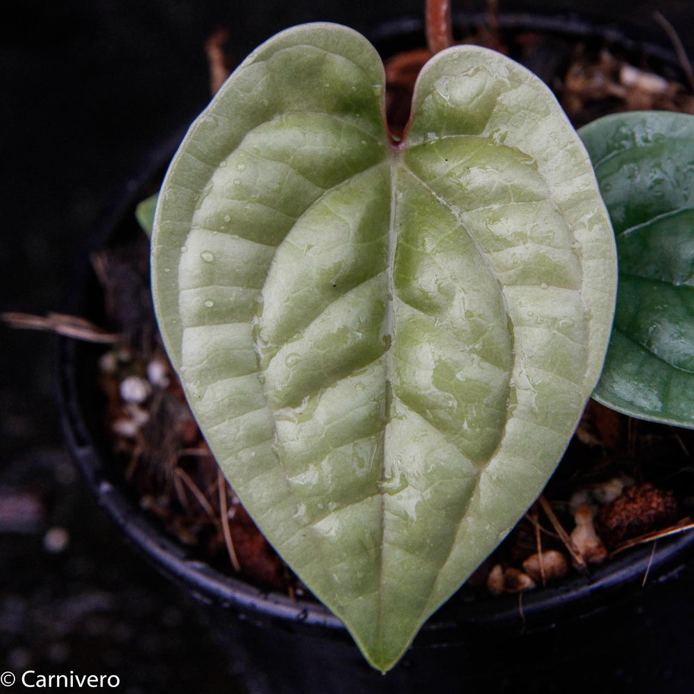 
                      
                        Anthurium luxurians
                      
                    