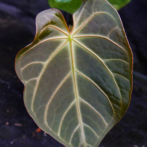 Close up of Anthurium magnificum leaf with pale veins and a glossy surface