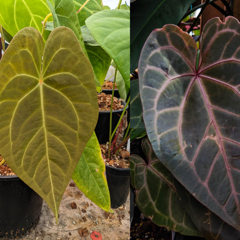 Split view of anthurium leaves left olive green heart shaped leaf right dark purple leaf with pink veins.