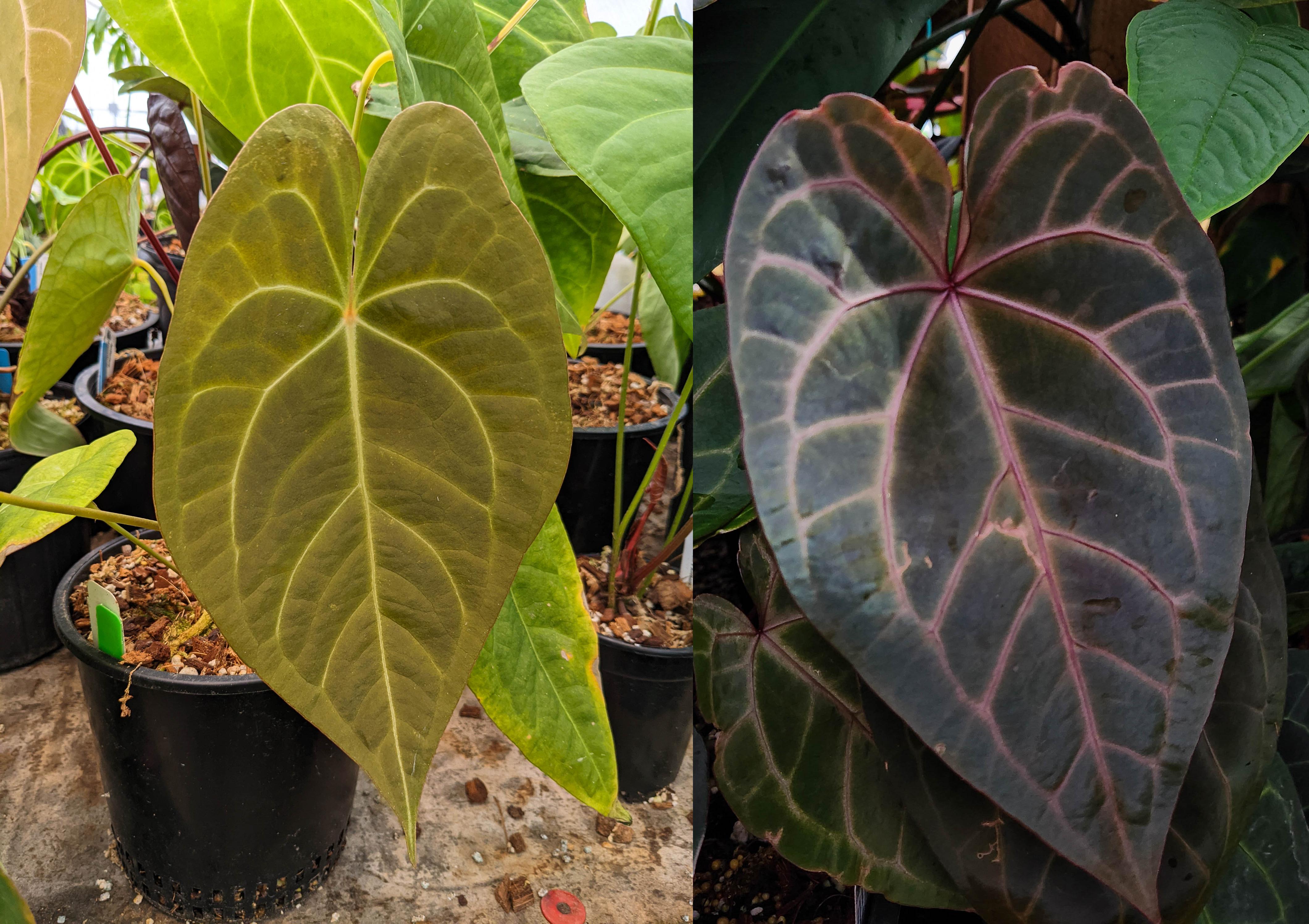 anthurium magnificum x forgetii Anthurium (magnificum x forgetii) x {[regale x (crystallinum x magnifi – Carnivero