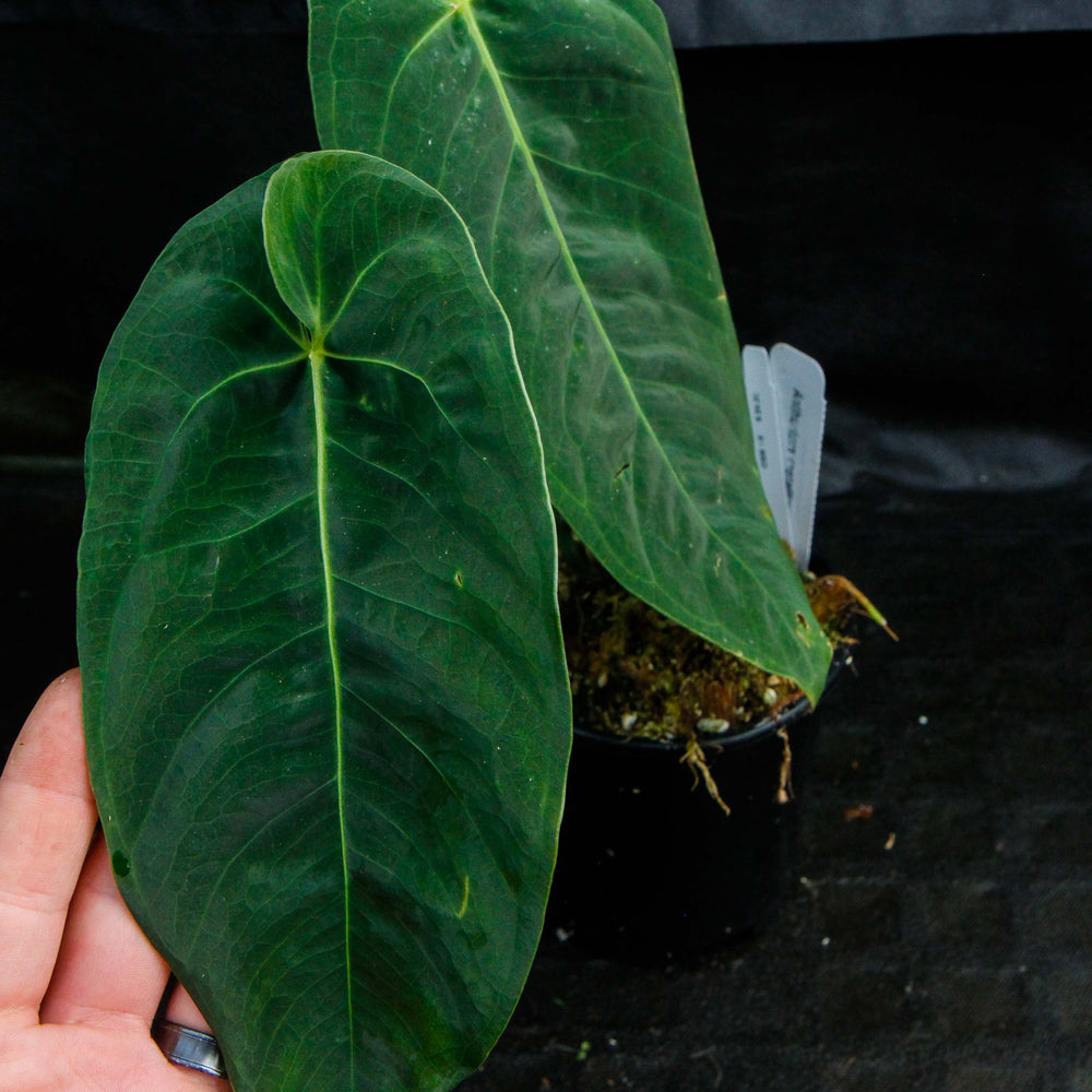 philodendron metallicum Anthurium metallicum