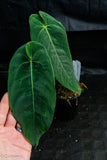 Anthurium metallicum - Exact Plant