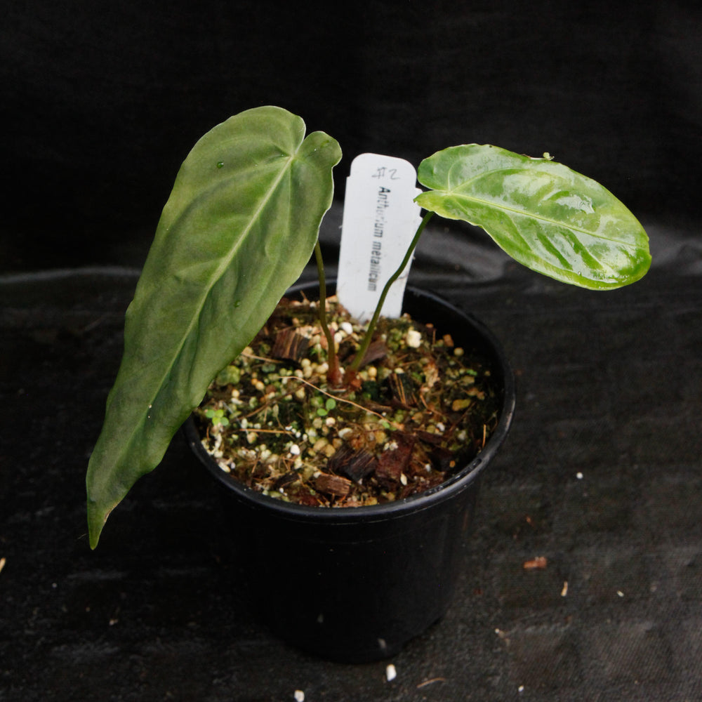 
                      
                        Anthurium metallicum - Exact Plant
                      
                    