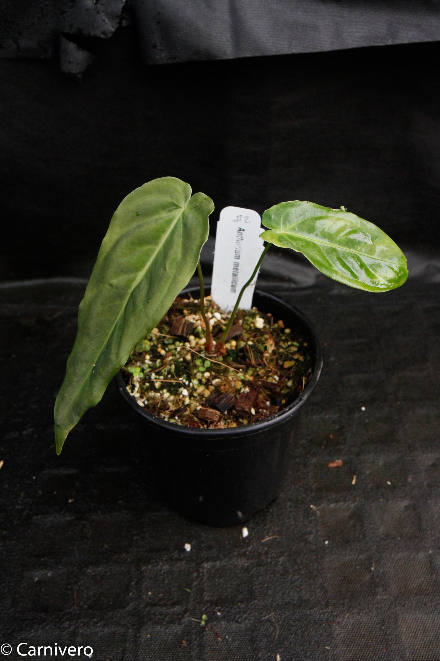 Anthurium metallicum - Exact Plant