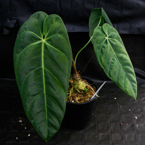 Anthurium metallicum showing two large glossy leaves and a visible rhizome in a small pot