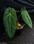 Anthurium metallicum