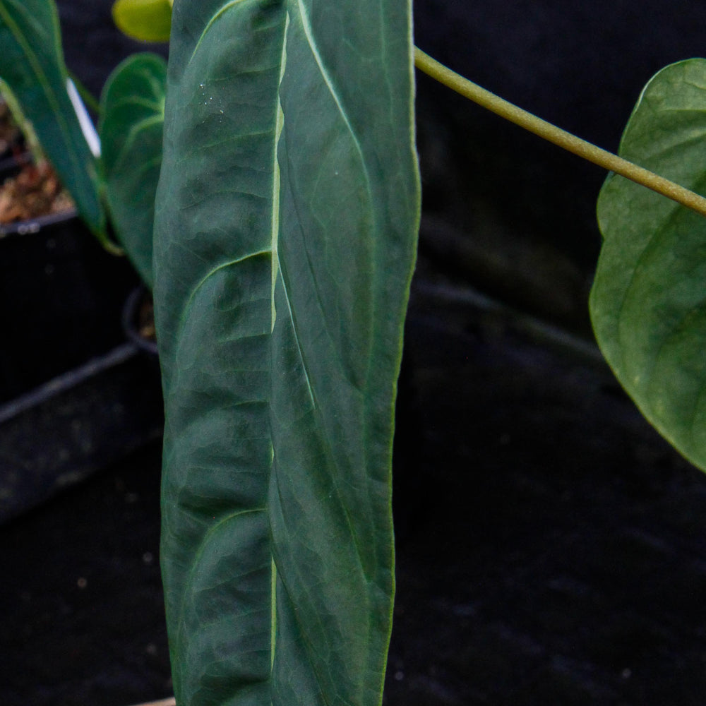 Anthurium metallicum - Exact Plant