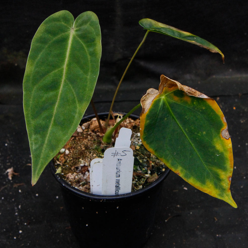 
                      
                        Anthurium metallicum - Exact Plant
                      
                    