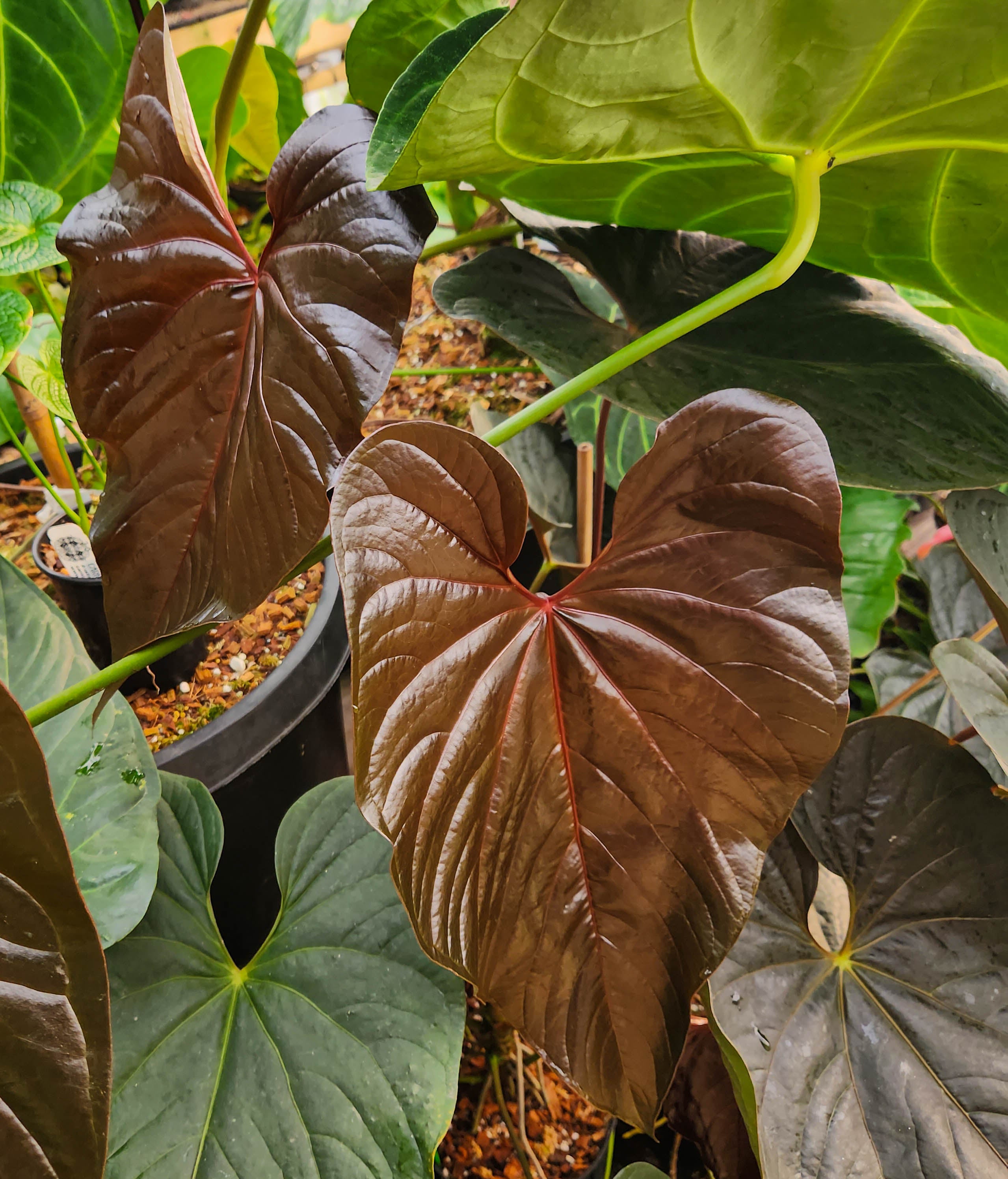 Anthurium moodeanum, CAR-0275 – Carnivero